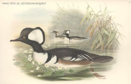 Ganser - Hooded Merganser - Lophodytes cucullatus - крохаль хохлатый